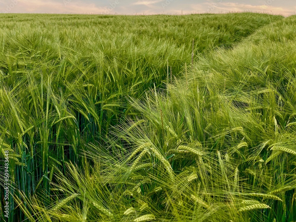Gerstenfeld verläuft bis in den Horizont, eine Furche spaltet das Getreidefeld, Blauer Himmel mit weißen Wölkche Gerstenfeld verläuft bis in den Horizont, eine Furche spaltet das Getreidefeld, Blauer Himmel mit weißen Wölkche