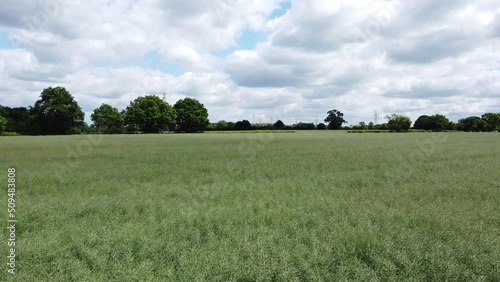 field of wheat