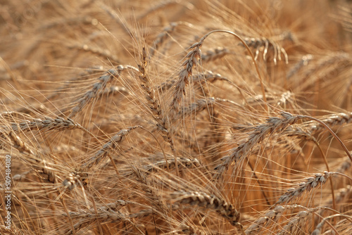 Autumn harvest of ripening yellow ears of wheat in field at sunset. Ripe wheat background close up. Agriculture industry