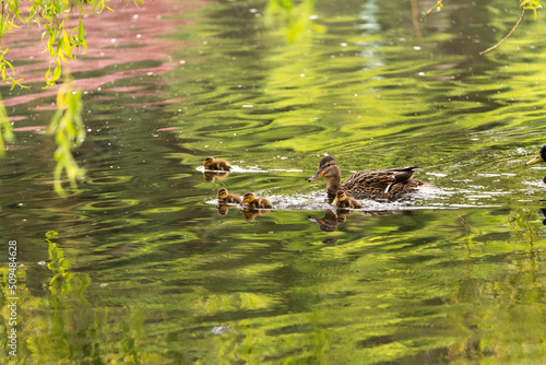 duck in the pond