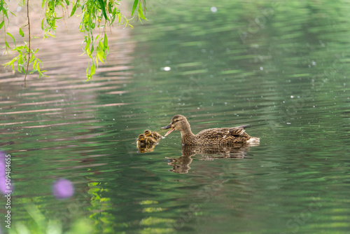 duck on the lake