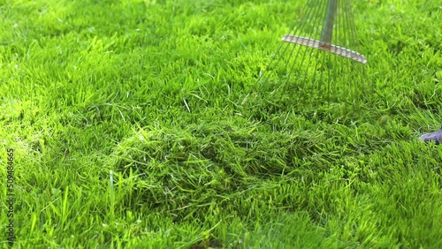 Person raking freshly cut grass on green lawn in backyard in heap moving along area on summer sunny day closeup, slow motion. Landlady cleaning up territory. Care and maintenance of home garden.