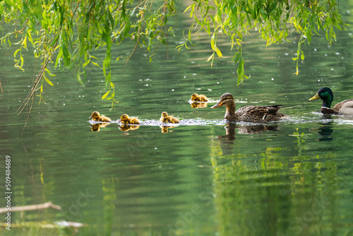 duck and ducklings