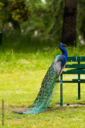 peacock in the garden