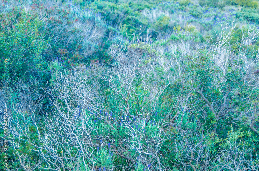Mediterranean vegetation in the Peñon de Ifach Natural Park in Calpe, Spain Mediterranean vegetation in the Peñon de Ifach Natural Park in Calpe, Spain