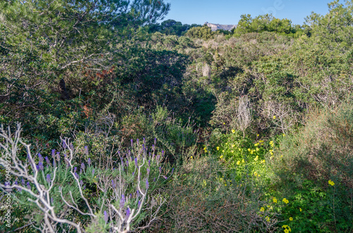 Mediterranean vegetation in the Peñon de Ifach Natural Park in Calpe, Spain photo