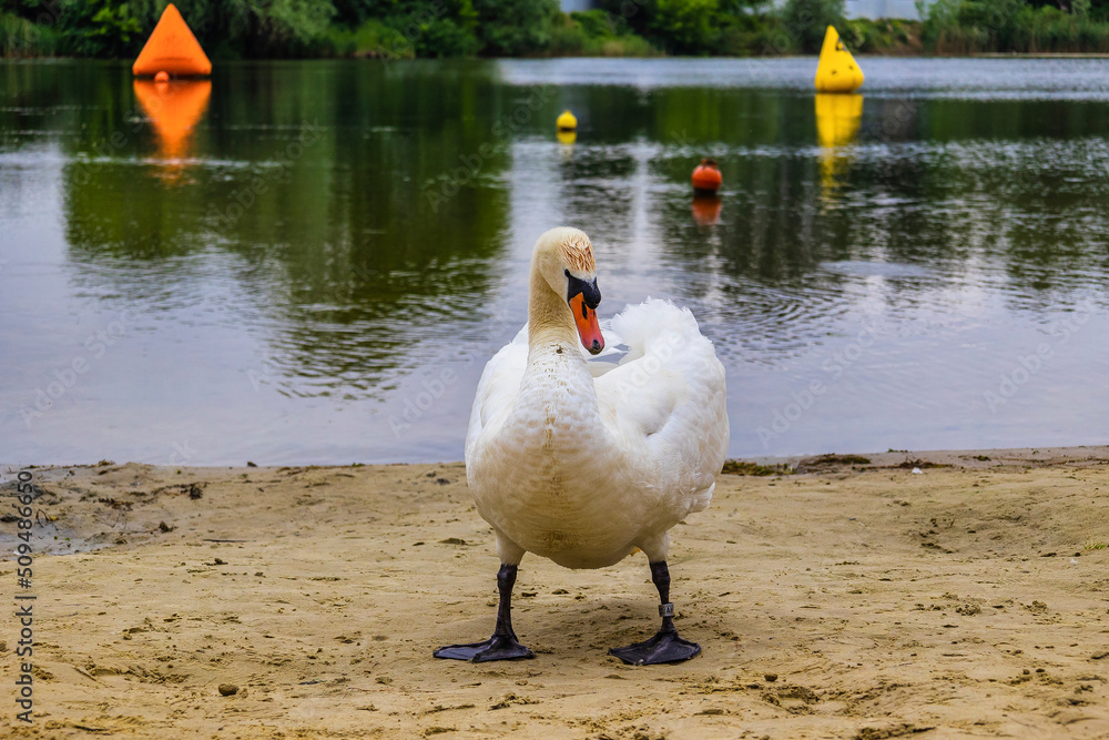 Obraz premium Swans in the lake in the city of Rzwszow - Poland. Little swans with the mother and father in the lake