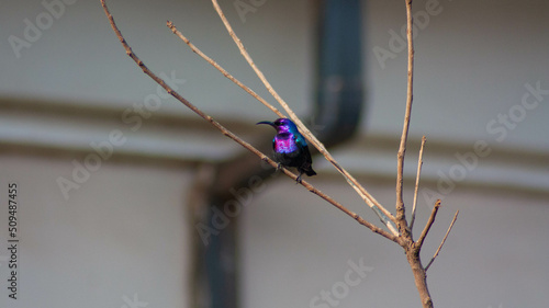 Souimanga violet-croupion femelle en liberté sur le sol africain, Togo, afrique de l'ouest photo