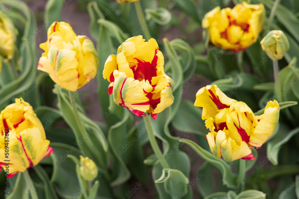 Yellow with red tulips in the garden
Yellow with red tulips in the garden
