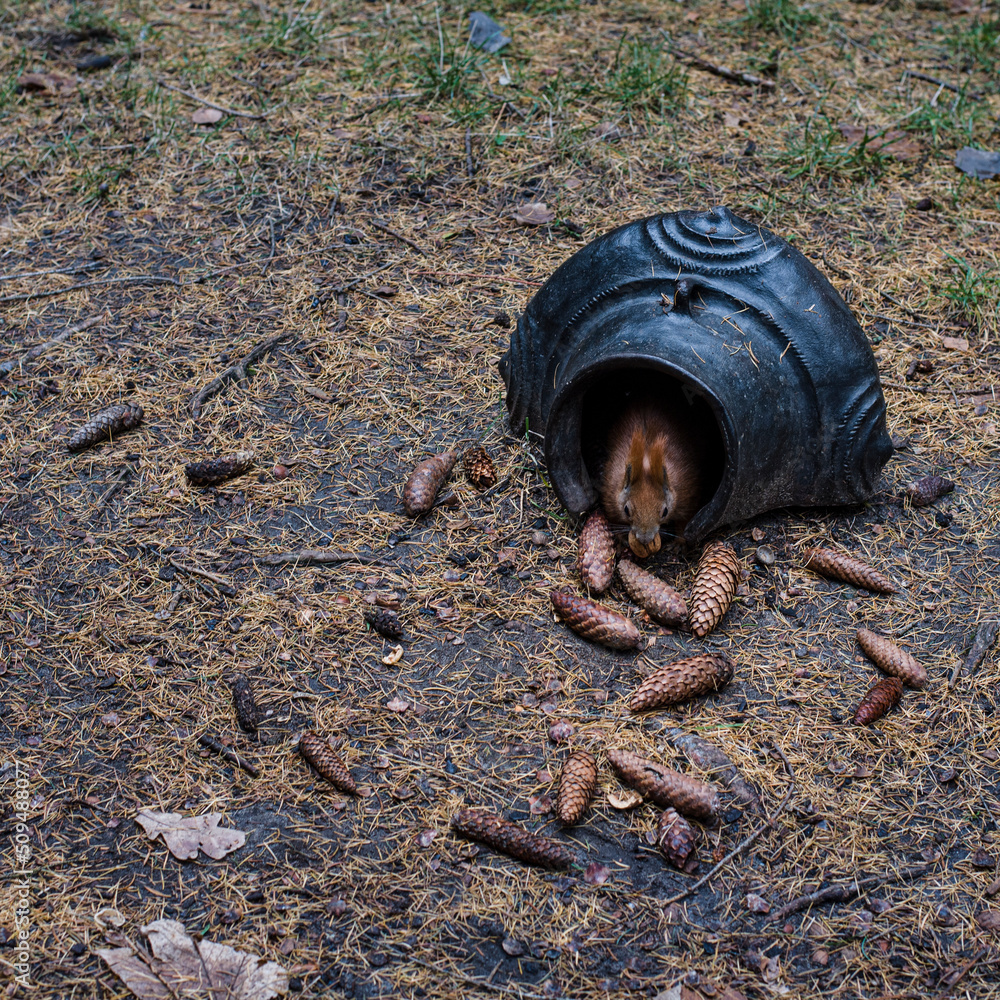 Obraz premium ardilla en escondite