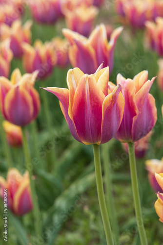 Pink tulips with orange edges in a field