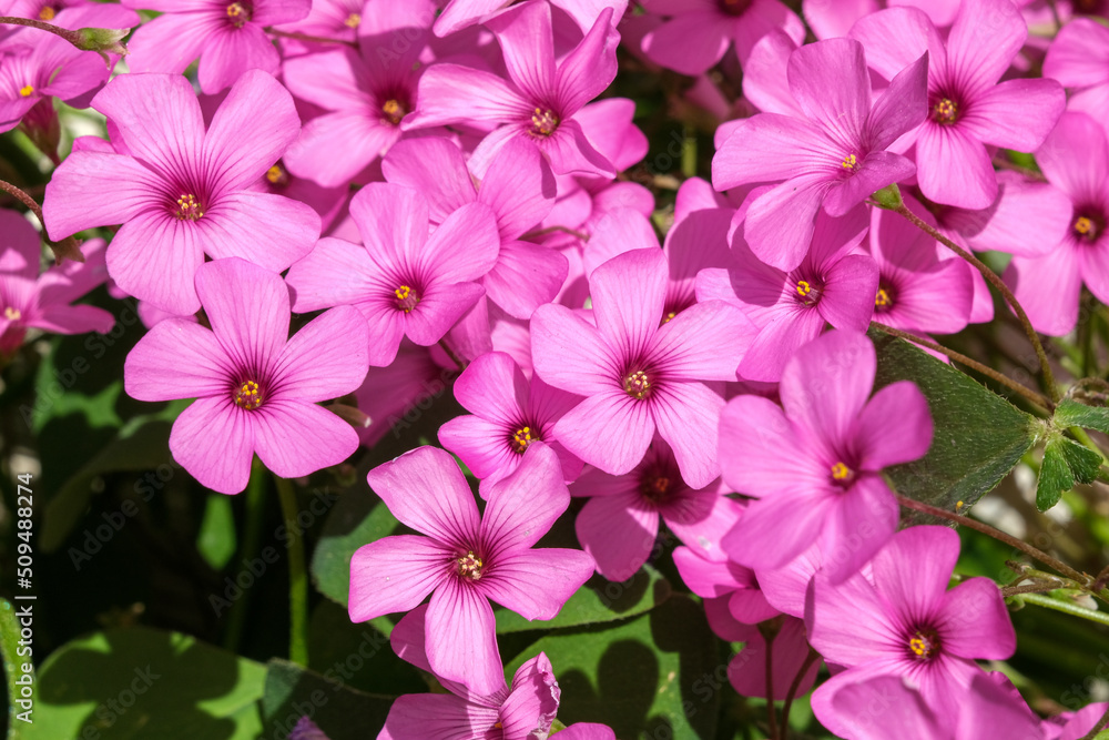Pink wood sorrel flower background(Latin name: Oxalis articulata). Pink wood sorrel flower background(Latin name: Oxalis articulata).