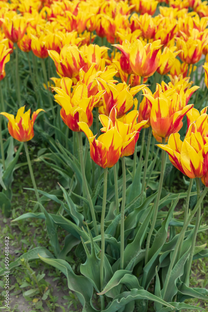 Yellow and red tulips with pointy leaves
