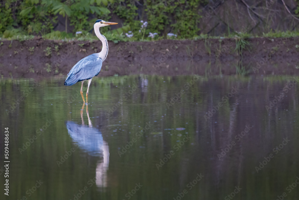 Naklejka premium Japanese blue heron in rice paddies with reflection