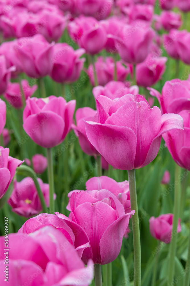 Pink tulips in a field