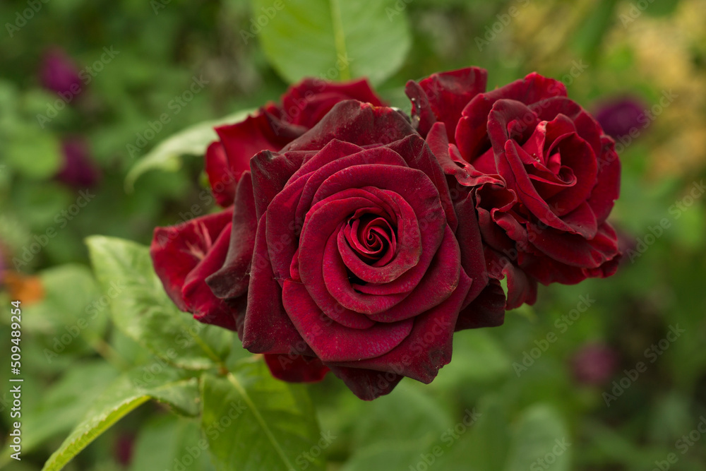 Red roses flower blooming in garden, closeup view Red roses flower blooming in garden, closeup view