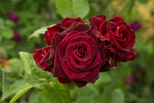 Red roses flower blooming in garden, closeup view