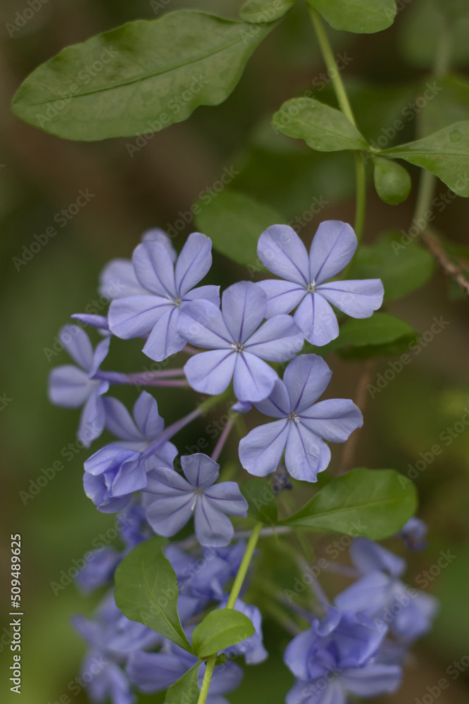 Soft blue leadworts flowers growing against a green background Soft blue leadworts flowers growing against a green background