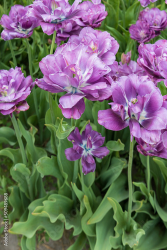 Light and dark purple peony tulips in a field