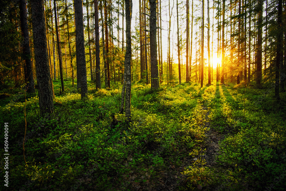 Blueberry leaves illuminated by the sun at sunset. Blueberry bush in the forest, the sun shines through the trees. Warm background. Beautiful landscape. Karelia, Russia