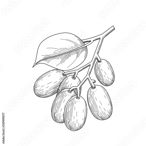 Sketch of Jambolan plum or Javanese plum, scientific name Syzygium cumini, isolated on a white background, exotic fruit as a medicinal herb. Vector illustration.