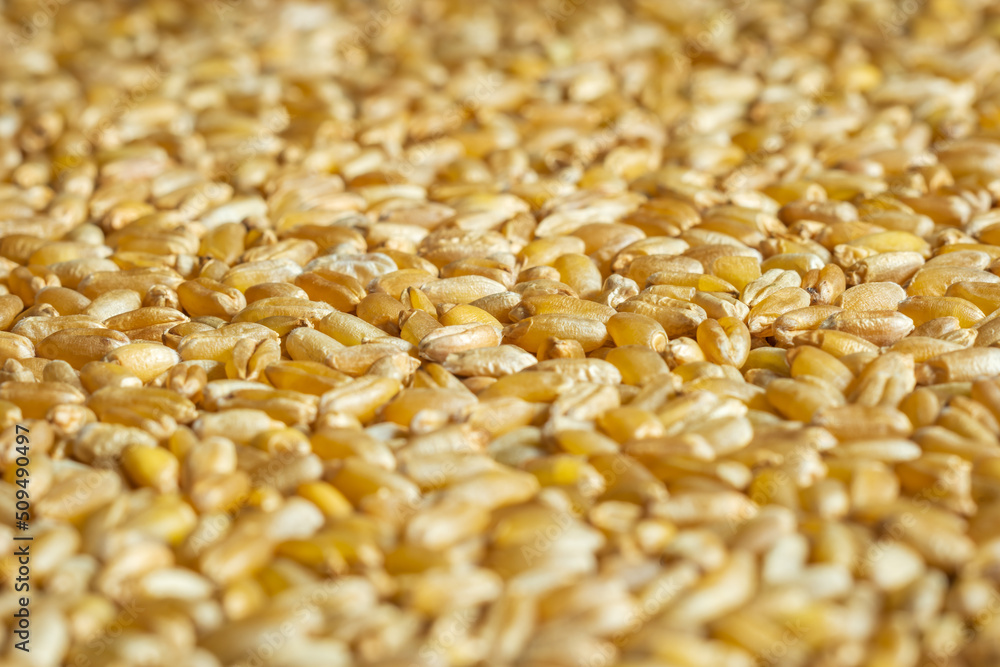 Fototapeta premium wheat grain texture background closeup