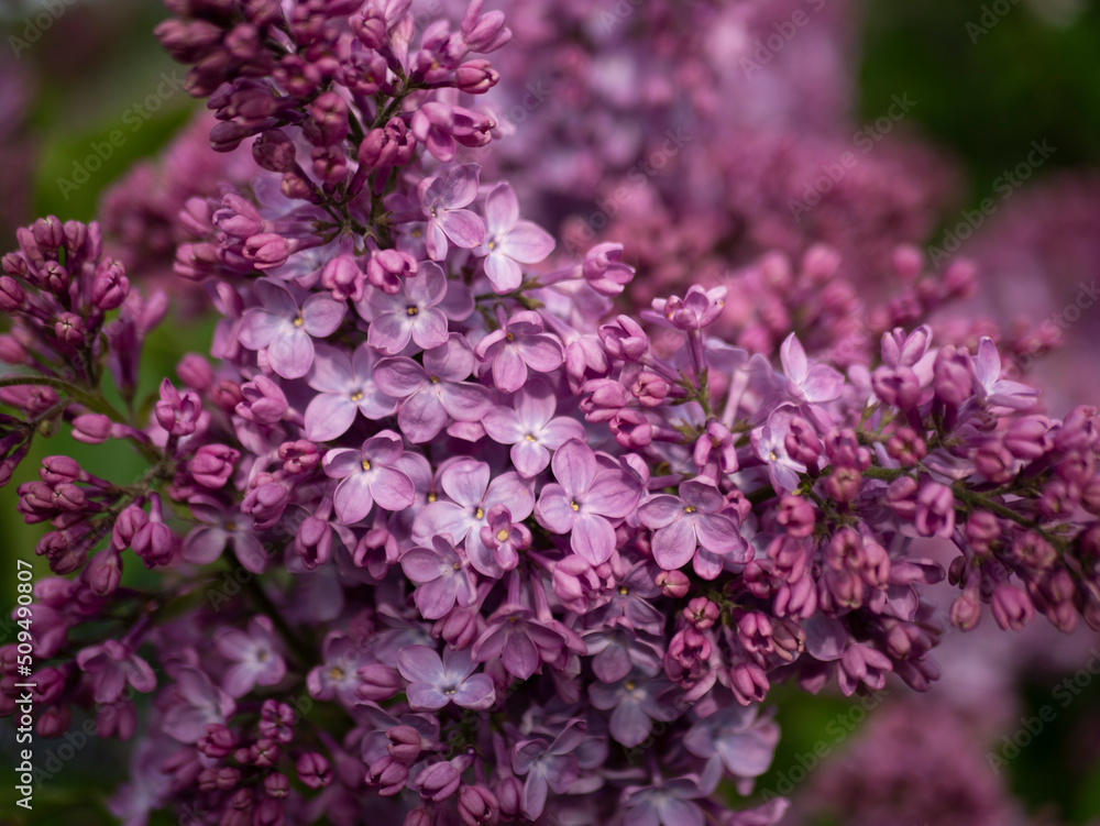 Fototapeta premium Beautiful flowering branch of lilac flowers close-up macro shot with blurry background. Spring nature floral background, pink purple lilac flowers. Greeting card banner with flowers for the holiday