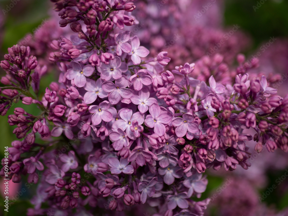 Beautiful flowering branch of lilac flowers close-up macro shot with blurry background. Spring nature floral background, pink purple lilac flowers. Greeting card banner with flowers for the holiday Beautiful flowering branch of lilac flowers close-up macro shot with blurry background. Spring nature floral background, pink purple lilac flowers. Greeting card banner with flowers for the holiday