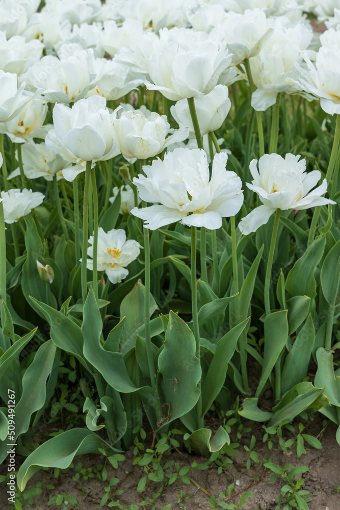 White tulips in a field White tulips in a field