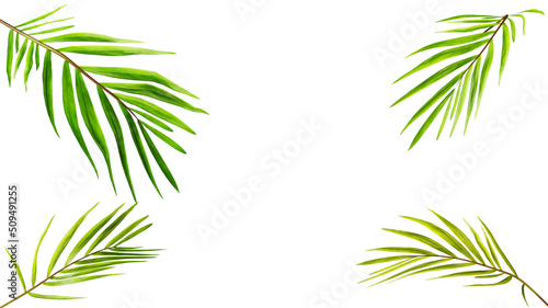 Palm tree leaves  3d render. Palm tree branch isolated on a white background  copy space. Tropical background  frame