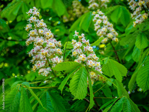 White chestnut flowers on tree leaves background, selective focus.Spring blossoming chestnut tree flowers. Aesculus hippocastanum blossom of horse-chestnut tree