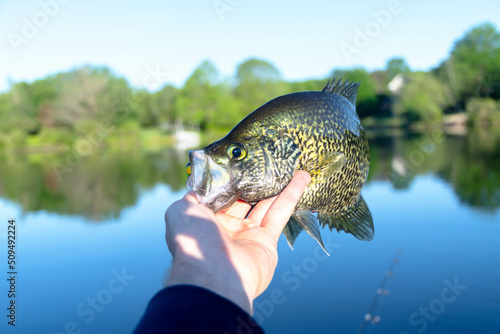 Holding big fish, crappie fresh fish, hand fish close up.