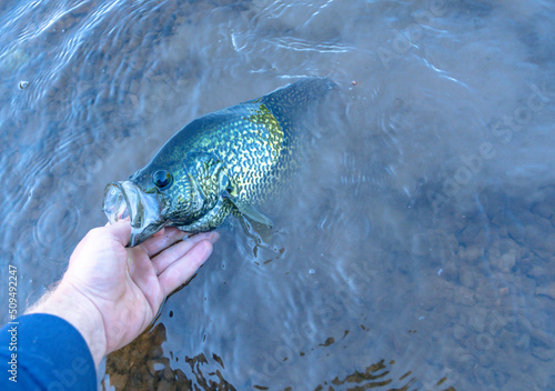 Holding big fish, crappie fresh fish, hand fish close up. photo