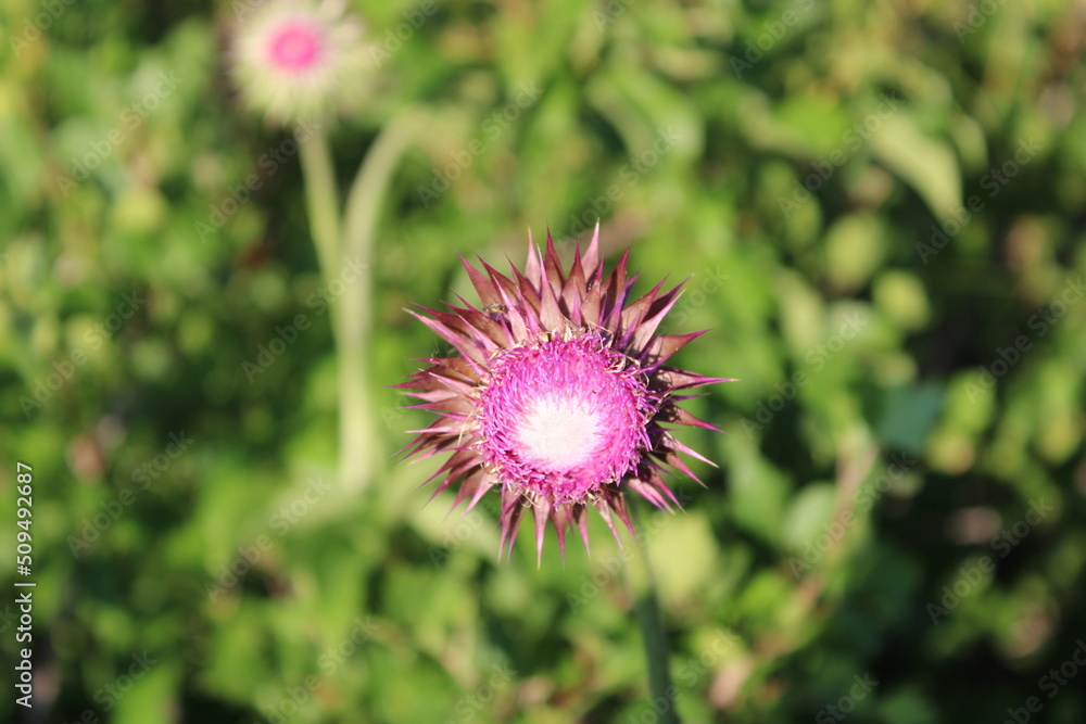 pink flower of a thistle pink flower of a thistle