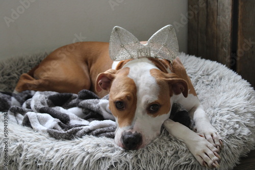 boxer pit bull dog with bow 2