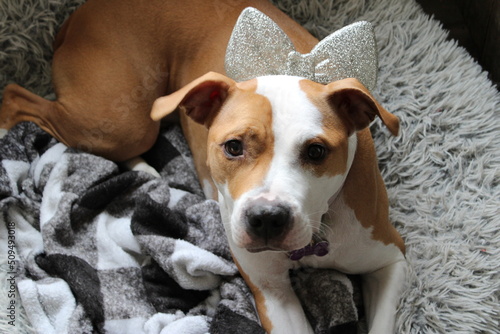 boxer pit bull with grey bow