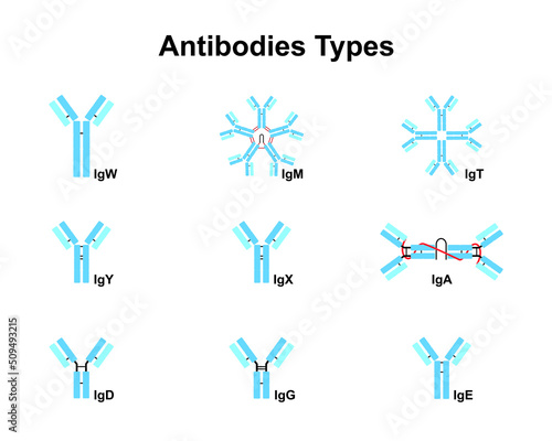 Scientific Designing of Antibodies Types. Colorful Symbols. Vector Illustration. photo