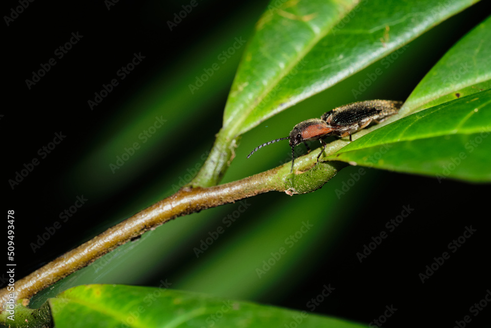 Megapenthes limbalis macro close up photo on branches resting Megapenthes limbalis macro close up photo on branches resting