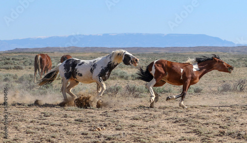 Fototapeta Naklejka Na Ścianę i Meble -  stallions chasing each other