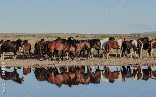 herd of wild horses with reflexion on the pond 