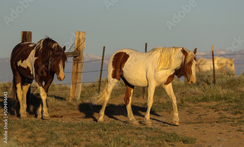 herd of horses