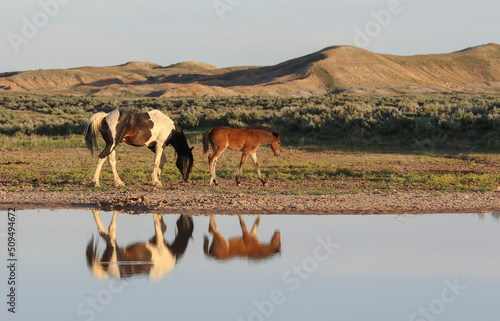 Wallpaper Mural wild mare and foal
 Torontodigital.ca
