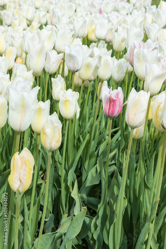 One pink tulip among many white tulips in a field
