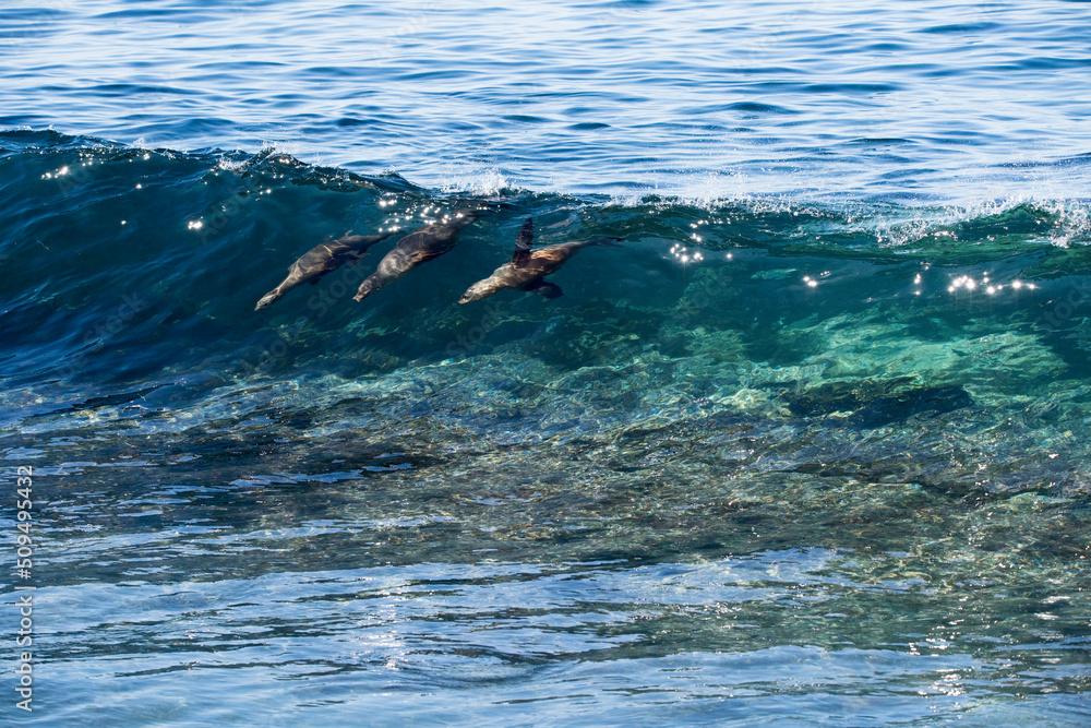 Fototapeta premium Surf Contest Dolphin Style