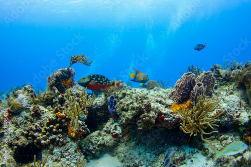 Fototapeta Naklejka Na Ścianę i Meble -  The Reef (2)