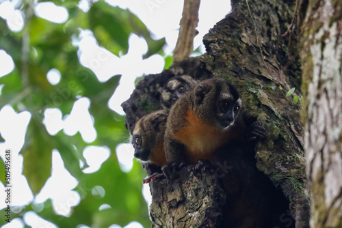 Canvas Print night monkeys in  a tree