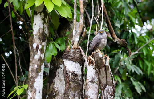 bird in the Amazon 