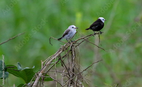 birds on a branch © Vicky