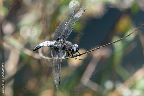 Libellula fulva - Scarce chaser - Libellule fauve photo