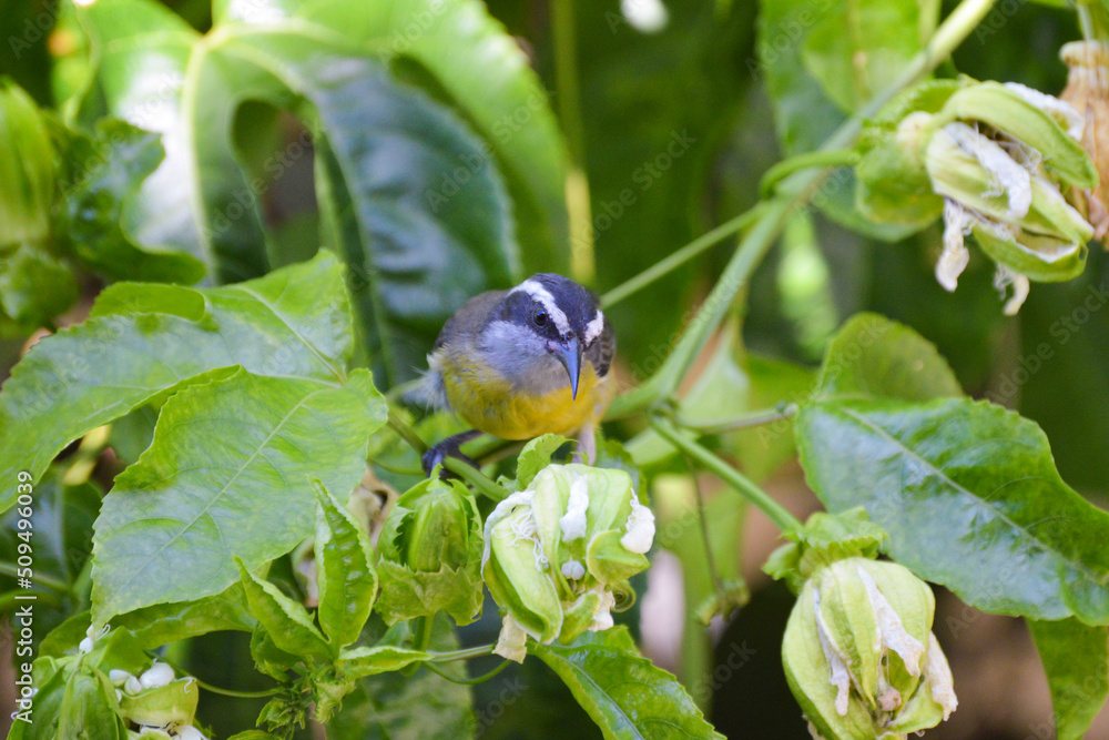 Naklejka premium Little bird on tree